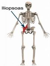 Skeleton - location of iliopsoas